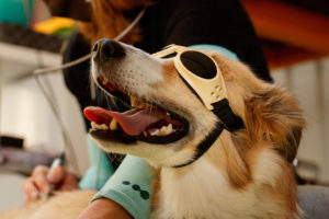 Dog With Safety Goggles For Laser Therapy