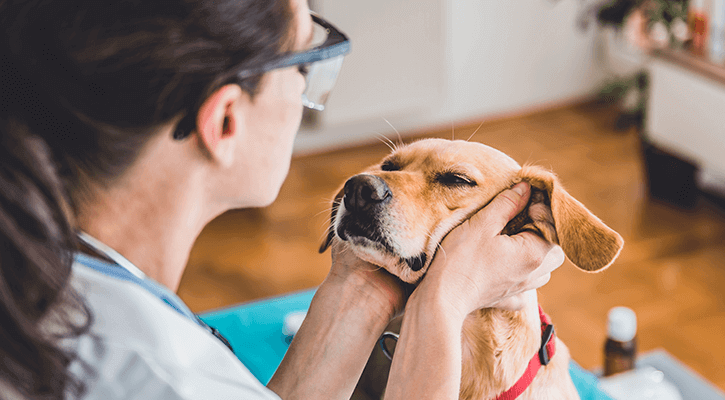 Dog Receiving Routine Examination