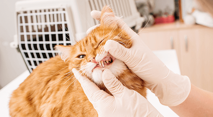 Cat Having Teeth Examined By Vet