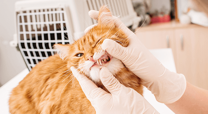 Dental-Care Cat Having Teeth Examined By Vet