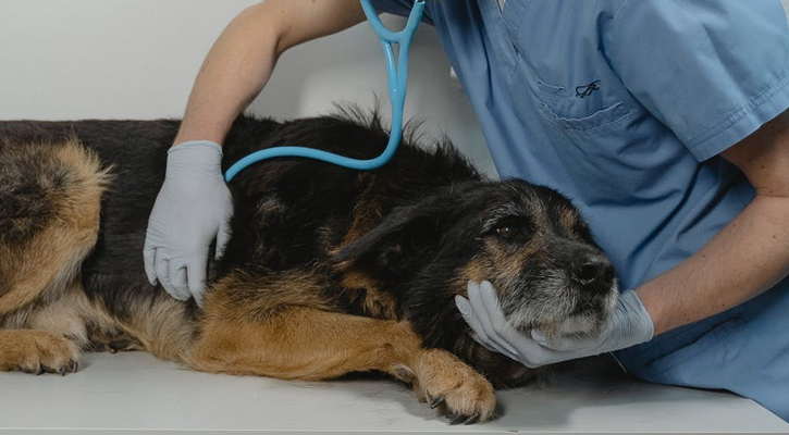 Nurse Examining Sick Dog's Heart With Stethoscope