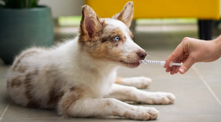 Dog with Syringe Dog Receiving Medication For Pain Management