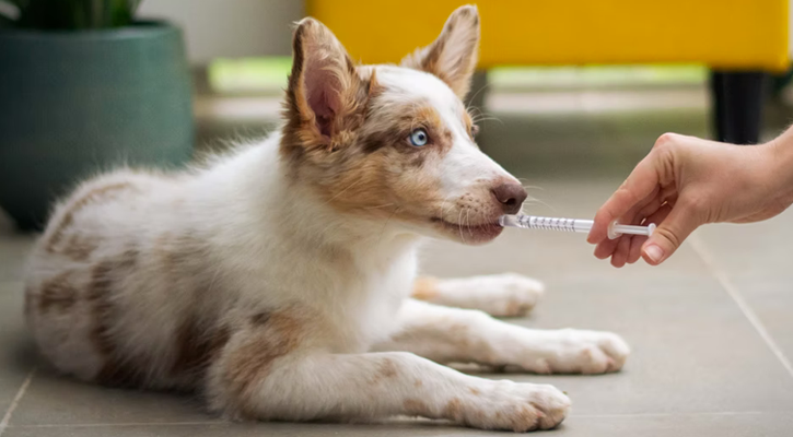 Dog Receiving Medication For Pain Management