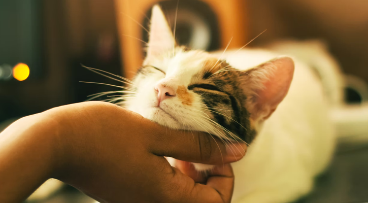 Happy Cat Cat Showing Affection To Hand Reaching Out