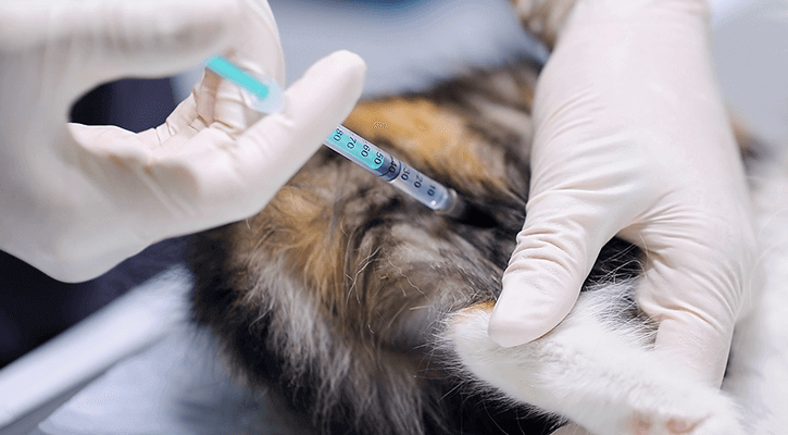 Vet With Gloves Administering Vaccine To Pet