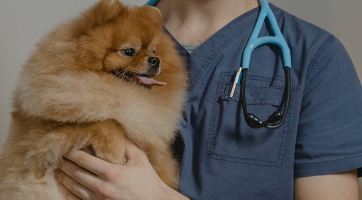 Pomeranian Being Held By a Nurse