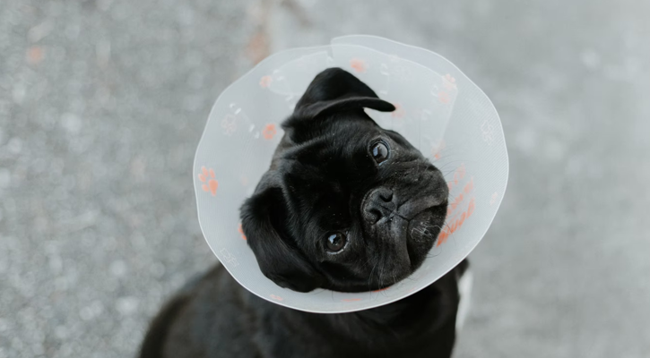 Pug in Cone Pug in Cone