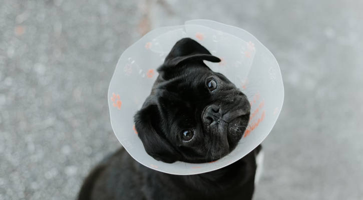 Pug in Cone