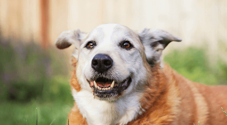 Senior-Care Elderly Dog