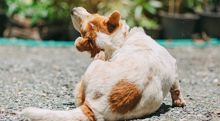 Dog Scratching Itself