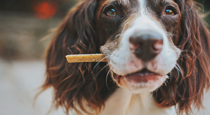james-lacy-5w3oIN-0Lzs-unsplash Dog Chewing
