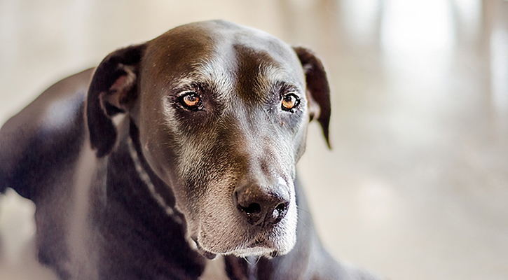 Elderly Somber Dog