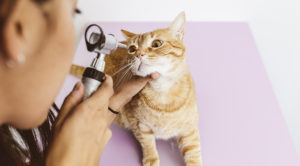 Cat Getting Eyes Checked By Vet