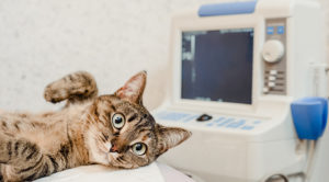 Cat Laying Down In Front Of An Ultrasound Machine