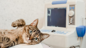 Cat Laying Down In Front Of An Ultrasound Machine